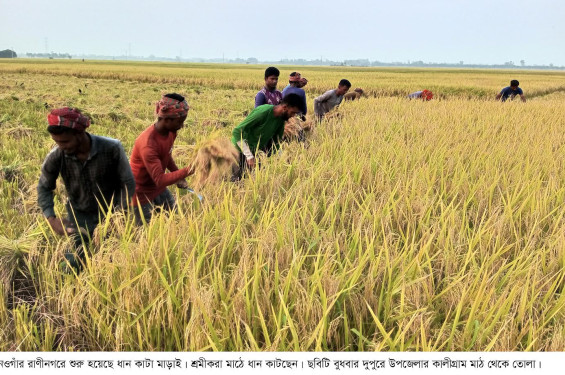 রাণীনগরে ধান কাটা-মারা শুরু ।। মিলারের ঘরে পর্যাপ্ত পরিমান এলসির চাল থাকার কারনে ধান কিনতে তেমন আগ্রহ দেখাচ্ছেন না মিলার