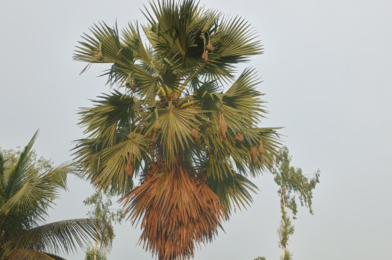 ধানক্ষেতের আইলে তালগাছে ঝুলছে বাবুই পাখির বাসা, মুগ্ধ করছে কাচাকুল গ্রাম