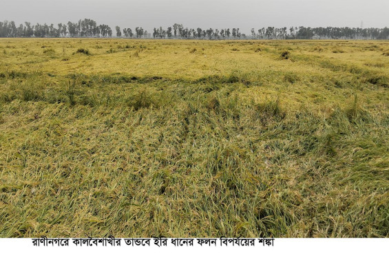 শ্রমিক সংকট প্রকট:   রাণীনগরে কালবৈশাখীর তান্ডবে ইরি ধান নূয়ে পড়ায় ফলন বিপর্যয়ের আশংকা