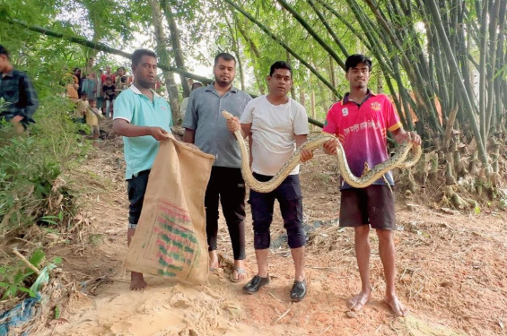 শ্রীমঙ্গলে বসতবাড়ির বাঁশঝাড়ে অজগর উদ্ধার, পরে বনবিভাগের কাছে হস্তান্তর