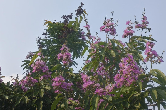 গ্রীষ্মের রোদে পোড়া দুপুরে জারুলের কোমল মায়া