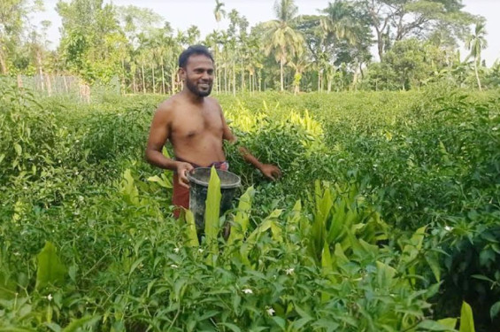 মিশ্র ফসলের সমন্বিত আবাদ করে সফলতা পেয়েছেন মনিরামপুরের প্রান্তিক চাষী শফিকুল