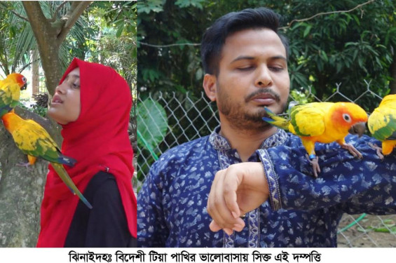 ঝিনাইদহের এক দম্পত্তি লালন পালন করছেন বিদেশি জাতের সান ও এলেক্স নামের টিয়া পাখি