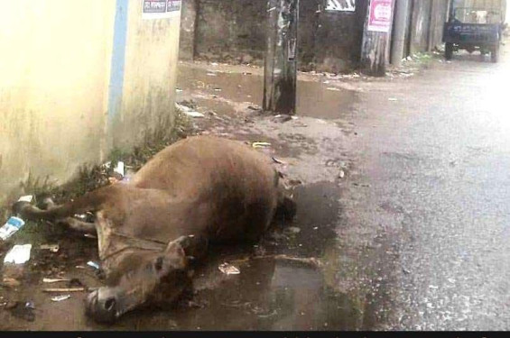 সুনামগঞ্জের বনানীপাড়ায় পিডিবির খুটিতে বিদ্যুৎস্পৃষ্ট হয়ে এক গাভীর মৃত্যু