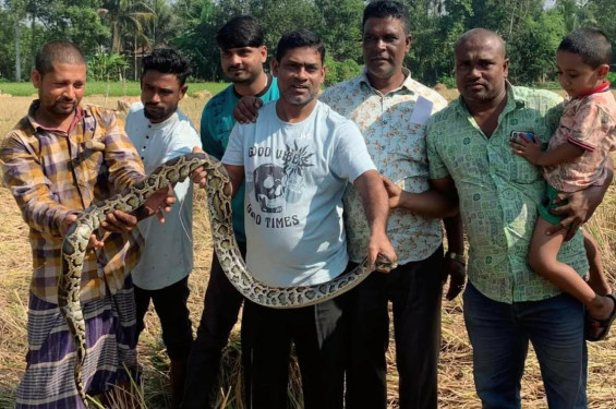 প্রায় ১০ ফুট লম্বা শ্রীমঙ্গলে ধান ক্ষেতে থেকে ১৩ কেজি ওজনের অজগর উদ্ধার