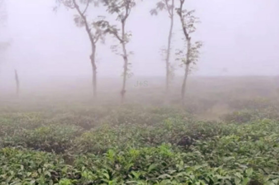 ঘন কুয়াশায় সূর্যের দেখা নেই চায়ের রাজ্যে হিমেল বাতাসে কনকনে বাড়ছে শীত