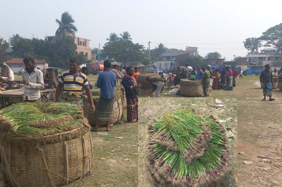 রাজগঞ্জে জমজমাট পেঁয়াজের চারার হাট