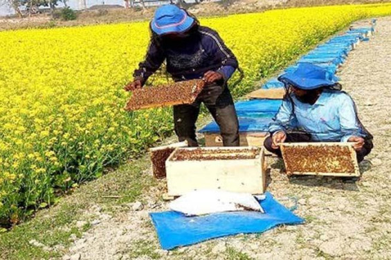 কুমিল্লার মুরাদনগরে মধু চাষ করে বাড়তি টাকা আয়