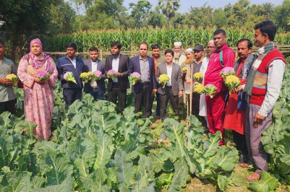 নাগরপুরে রঙ্গিন ফুল কপি চাষে ফাতেমার সাফল্য