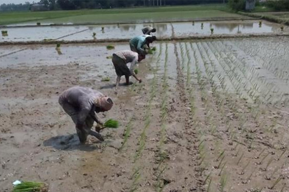 জামালপুর সদরে পুরোদমে চলছে বোরোর আবাদ