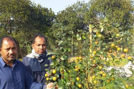 বিজয়নগরে বাড়ছে বাণিজ্যিকভাবে কুল'র আবাদ