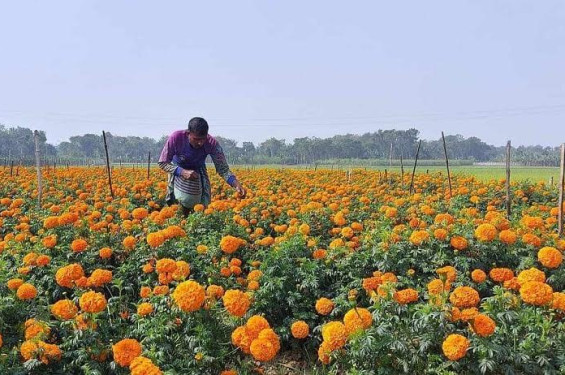 শত কোটি টাকার ফুল বিক্রির আশা ঝিনাইদহের ফুল চাষীদের