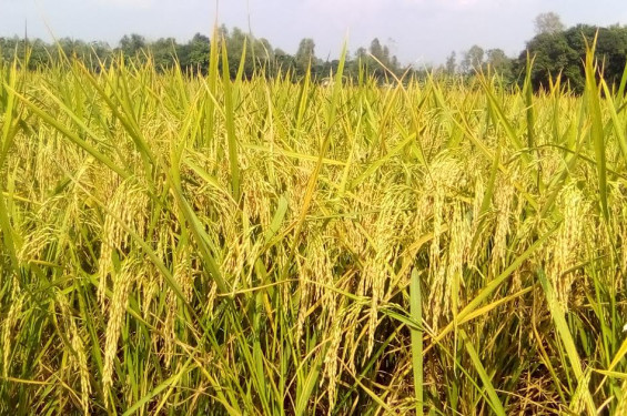 শ্রীবরদীতে রোপা আমনের জমিতে সোনালী ঝিলিক, কাটার প্রস্তুতি নিচ্ছেন কৃষকরা