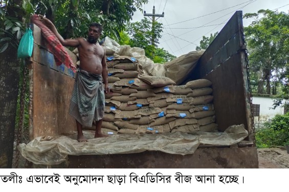 আমতলীতে বিএডিসির বীজে সিন্ডেকেট।   ৬৭০ টাকার বীজ ধান ৭’শ ৫০ টাকায় বিক্রি!