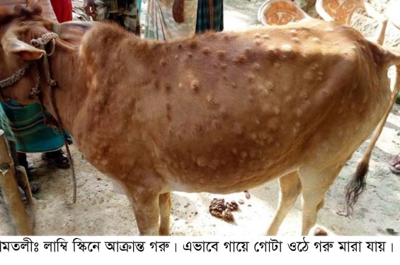 আমতলীতে গরুর লাম্পি স্কিন রোগের প্রাদুর্ভাব:বিপাকে খামারীরা।