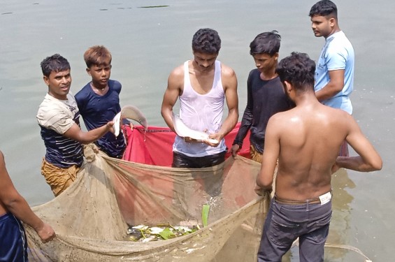 পূর্ব শত্রুতার জেরে নওগাঁয় পুকুরে বিষ প্রয়োগ লক্ষ্যাধিক টাকার ক্ষতি