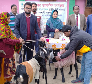 রাজশাহীতে গবাদি পশুর ভ্যাকসিন প্রদান, শীতকালীন রোগ বালাই থেকে সুরক্ষা