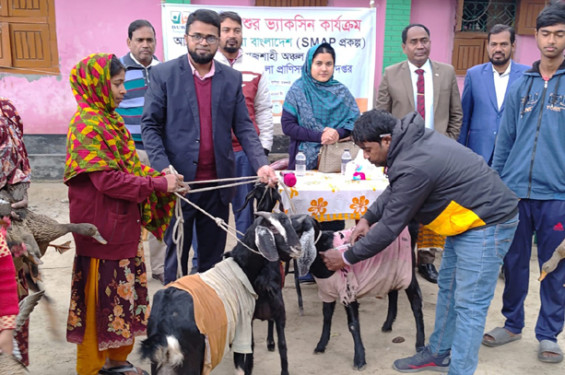 রাজশাহীতে গবাদি পশুর ভ্যাকসিন প্রদান, শীতকালীন রোগ বালাই থেকে সুরক্ষা