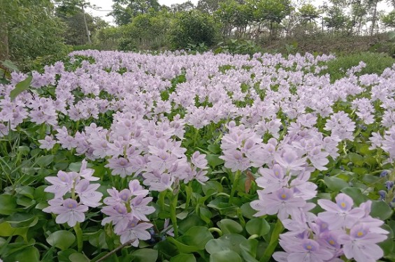 সৌন্দর্য্যে ভরা কচুরিপানা ফুল মুগ্ধতা ছড়াচ্ছে চার পাশ