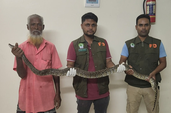 দেবীগঞ্জে অজগর সাপ উদ্ধার, পাঠানো হলো সিংড়া জাতীয় উদ্যানে