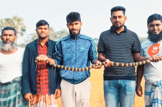 কলাপাড়ায় ধানক্ষেত থেকে শঙ্খিনী সাপ উদ্ধার