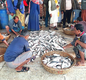 কুয়াকাটায় এক ট্রলারেই ১৯৫ মণ ইলিশ, ৪০ লাখ টাকায় বিক্রি