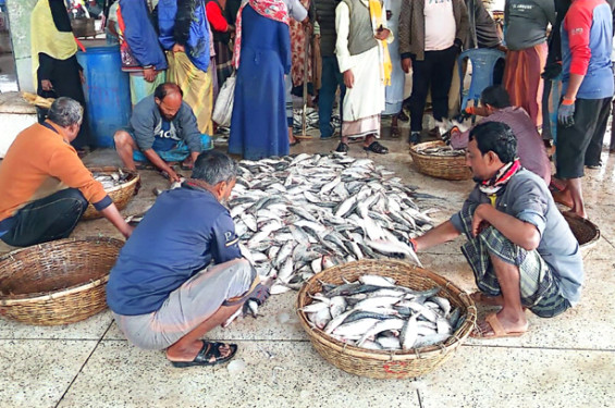 কুয়াকাটায় এক ট্রলারেই ১৯৫ মণ ইলিশ, ৪০ লাখ টাকায় বিক্রি