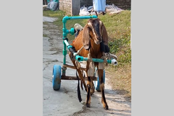 অসুস্থ ছাগলের চলাচলের বাহন বানালেন ভাই-বোন