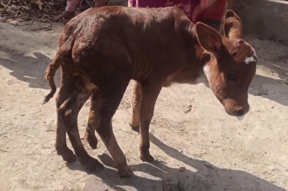 হোমনায় ছয় পা নিয়ে জন্ম নিলো বাছুর, দেখতে উৎসুক জনতার ভিড়