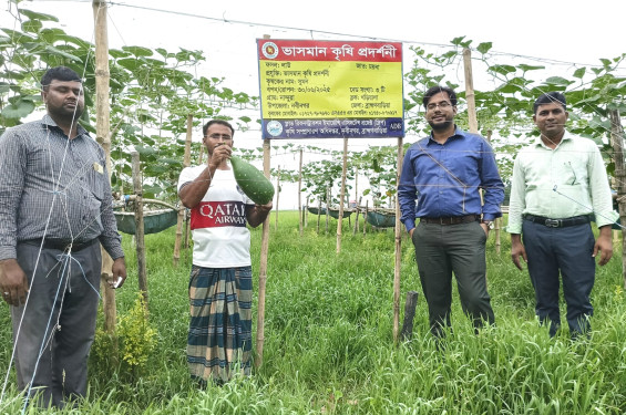 নবীনগরে ডালি পদ্ধতিতে সবজি আবাদ