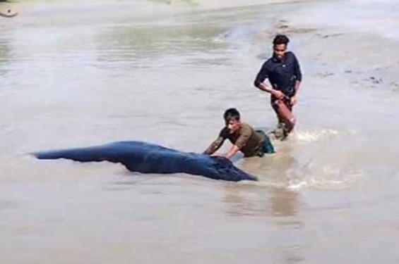 নোয়াখালীর মেঘনার ডুবোচরে ভেসে এলো বিশালাকৃতির তিমি