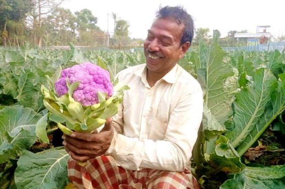 ইউটিউব দেখে রঙিন ফুলকপি চাষ করে কৃষক প্রদীপের চমক!