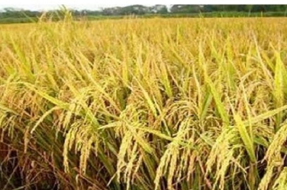 সোনালী ধানে সোনালী স্বপ্ন দেখছেন জলঢাকার কৃষকেরা