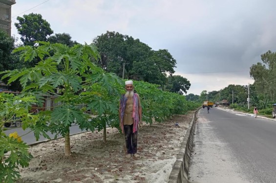 সিরাজগঞ্জে সড়কের আইল্যান্ডের ওপরে পেঁপে বাগান চাষ বাম্পার ফলনের আশা