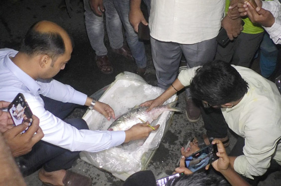 দুই দিনে বেনাপোল দিয়ে রপ্তানি হলো প্রায় ৬৪ মেট্রিক টন পদ্মার ইলিশ