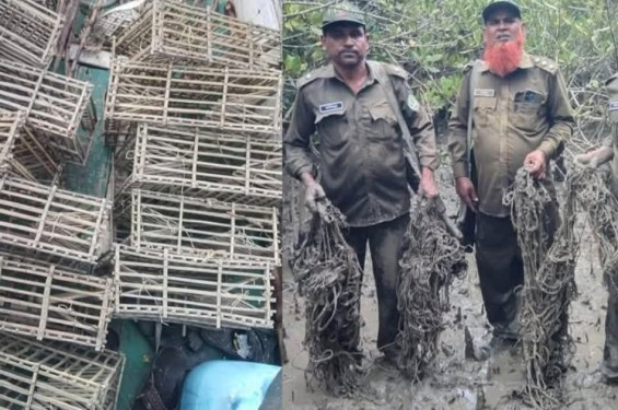 সুন্দরবনে হরিণ শিকারের ফাঁদ উদ্ধার, ধরাছোঁয়ার বাইরে চক্রের সদস্যরা
