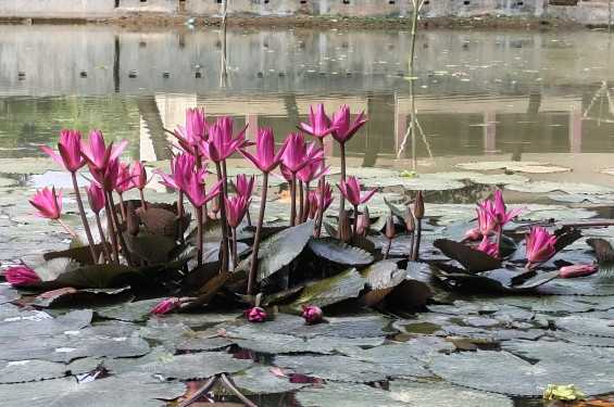 ক্ষেতলালের পাখি কলোনিতে এক স্বপ্নীল সকাল
