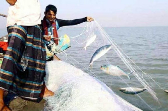 ৪-২৫ অক্টোবর পর্যন্ত মা ইলিশ মাছ রক্ষায় বিশেষ অভিযান