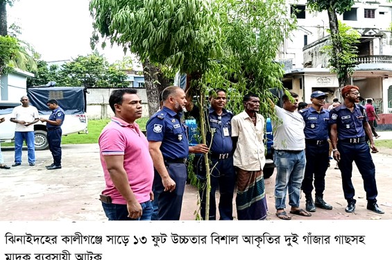 ১৪ ফুট উচ্চতার দুই গাঁজার গাছসহ মাদক ব্যবসায়ী আটক