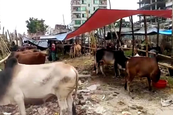 আফতাবনগরে বসতে পারবে না পশুর হাট, হাইকোর্টের আদেশ বহাল