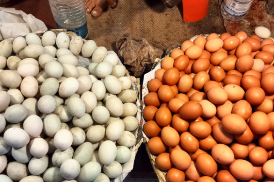 আমদানির খবরে ডিমের দাম হালিতে ১০ টাকা কমেছে