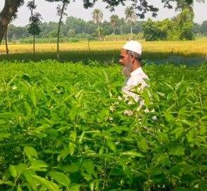 নিজের উৎপাদিত বীজ দিয়ে পাট চাষ করে লাভবান সালথার মোক্তার হোসেন