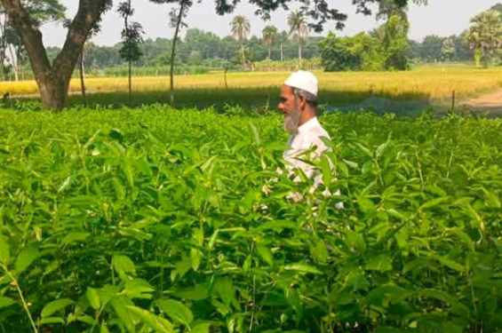 নিজের উৎপাদিত বীজ দিয়ে পাট চাষ করে লাভবান সালথার মোক্তার হোসেন