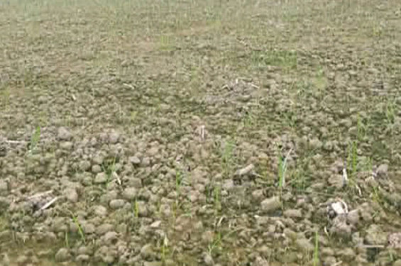 সালথায় প্রণোদনার পেঁয়াজবীজ  ৯০ শতাংশ অনঙ্কুরিত, বিপাকে কৃষক