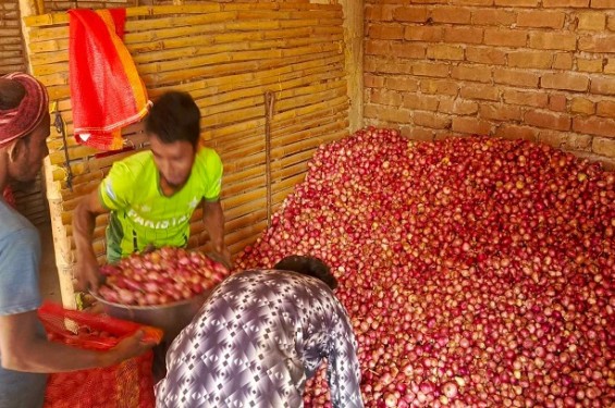 দুশ্চিন্তার ভাঁজ সালথার পেঁয়াজ চাষিদের কপালে
