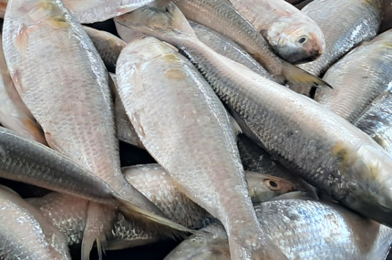নিষেধাজ্ঞার আগে বাজারে ইলিশের দাম লাগামহীন