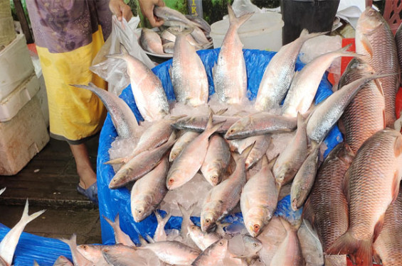 শেষ মুহূর্তে ইলিশের বাজার চড়া
