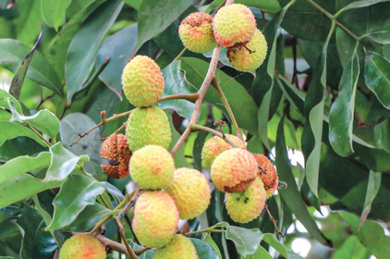 তীব্র তাপদাহে পাকার  আগেই ফেটে যাচ্ছে লিচু