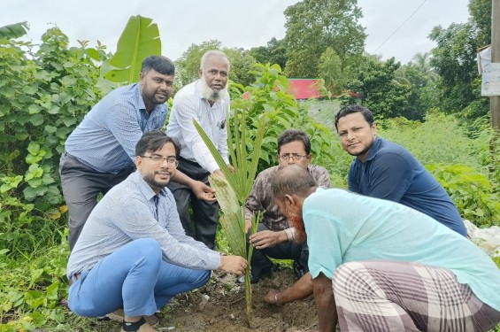 বজ্রপাত রোধে নবীনগরে তালের চারা রোপণ