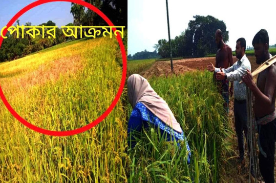 মনিরামপুরে আমন ধান ক্ষেতে কারেন্ট পোকার আক্রমন, দিশেহারা কৃষক